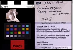 Foto (Objekt + Etiketten) von Laeviprosopon laeve medium nov. subspec. (NHMW-GEO-1990-0041-0343b)